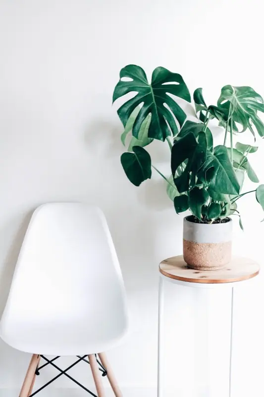 How to Make a Realistic Faux Olive Tree in an Aged Plaster Pot Under $45